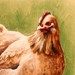 Art Galleries - Chicken Fingers - 43923